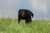 BEAUCERON - PUPPIES 183